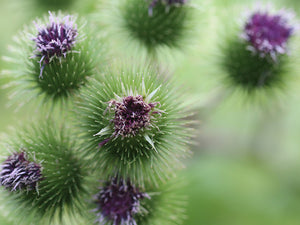 St Mary's Thistle